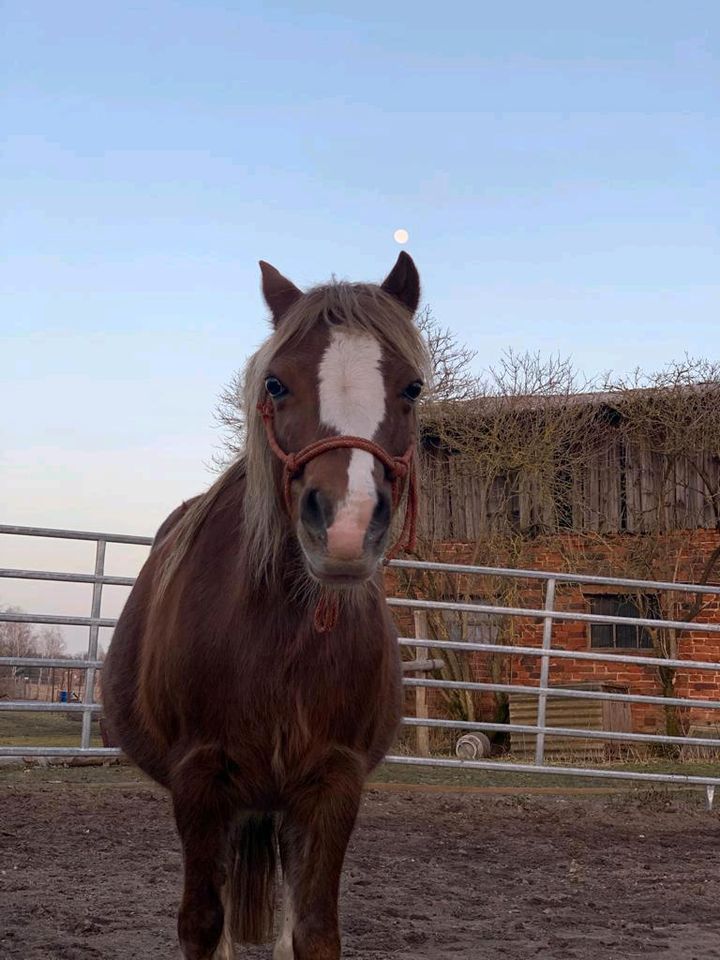 Welsh B Stutfohlen, Pony, Welsh Pony in Doberlug-Kirchhain