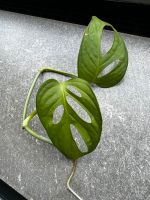 Monstera adansonii Fensterblatt 'Monkey Mask' Hannover - Südstadt-Bult Vorschau