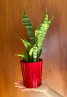 Sansevieria trifasciata Thüringen - Jena Vorschau