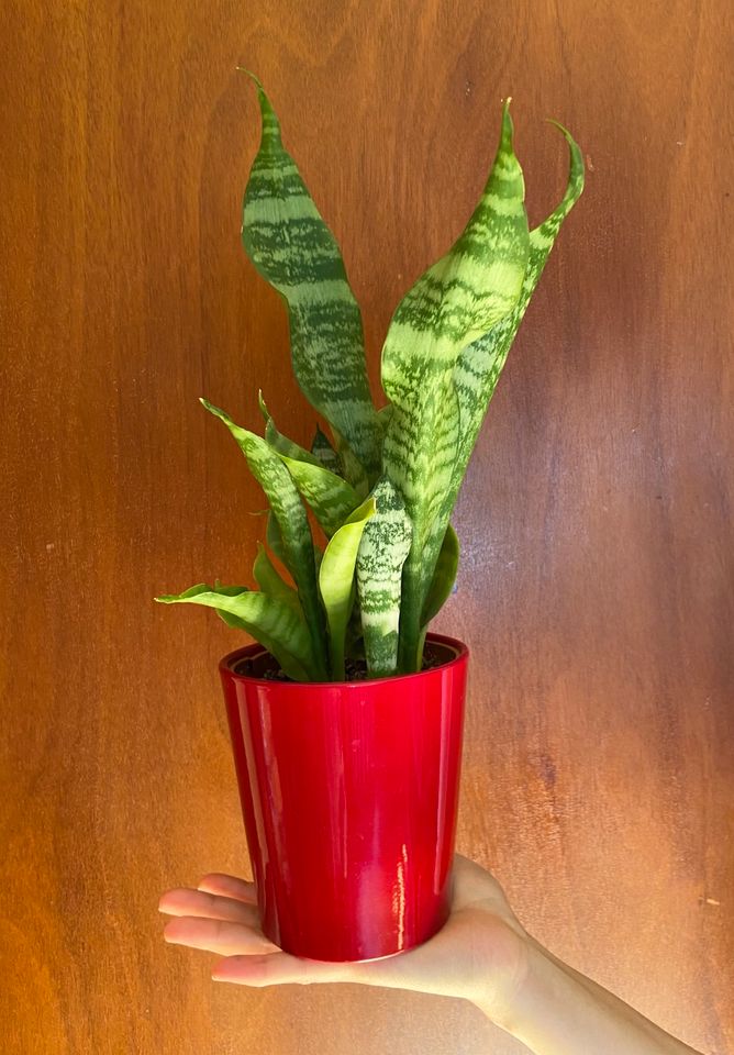 Sansevieria trifasciata in Jena