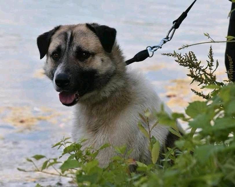 Ducati - perfekter Hofhund sucht sein Zuhause ❤️ in Bad Oeynhausen