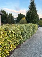 Rhododendron Niedersachsen - Celle Vorschau