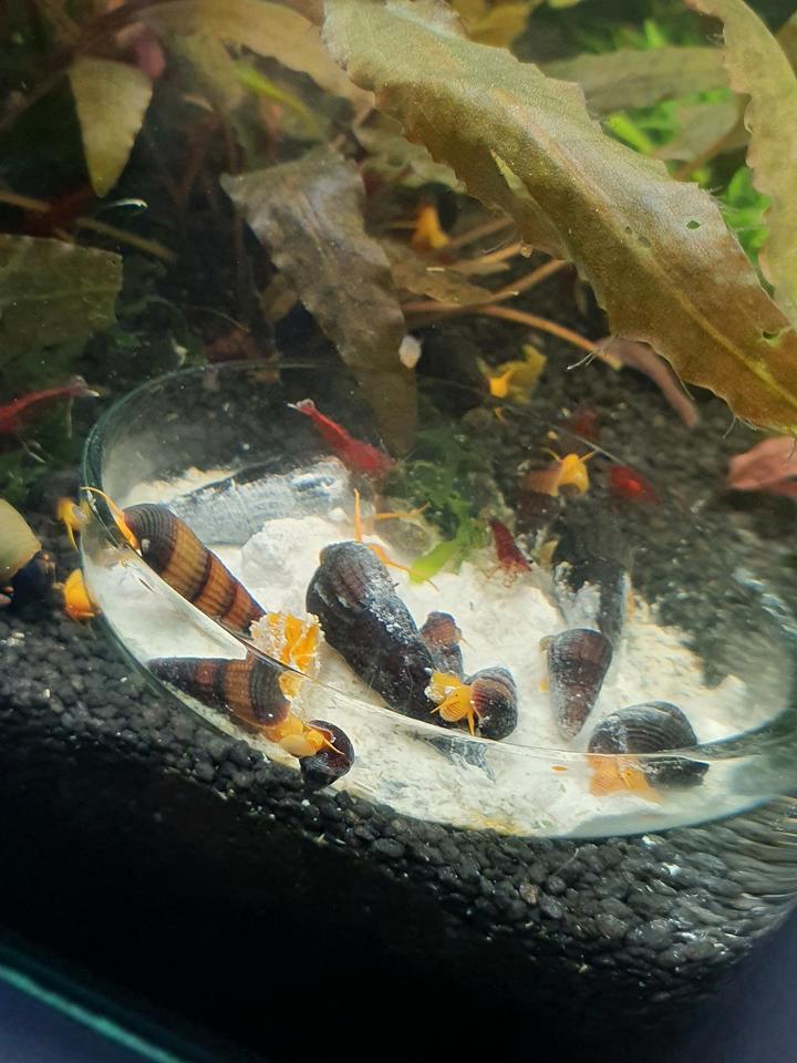Tylomelania Orange Goldene Turmdeckelschnecke,Felsenschnecke in Nußloch