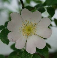 Wildrose - Hundsrose Brandenburg - Blankenfelde-Mahlow Vorschau