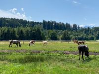 Plätze frei im Offenstall Bayern - Übersee Vorschau