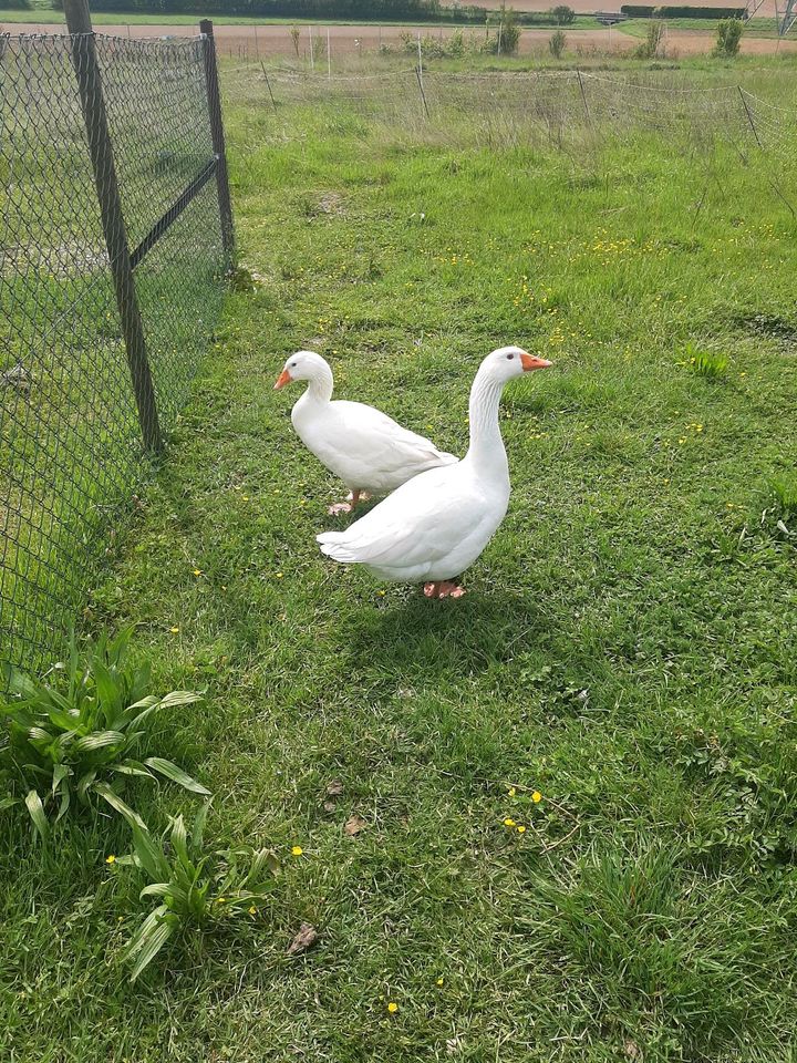 Gans und Ganter Gänse in Bad Wimpfen