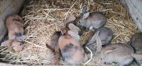 Kaninchen  Hasen Sachsen - Lichtenstein Vorschau