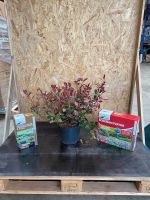 Photinia Little red Robin 30-40 cm gross Nordrhein-Westfalen - Simmerath Vorschau