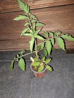 Tausche Tomatenpflanzen gegen andere Nutzpflanzen oder Blumen Niedersachsen - Twistringen Vorschau