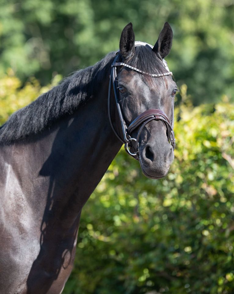 Wunderschöne rundgenahte Schwarz und Braune Lack Trensen €62,95 pony, vb, wb NEU in Rehburg-Loccum