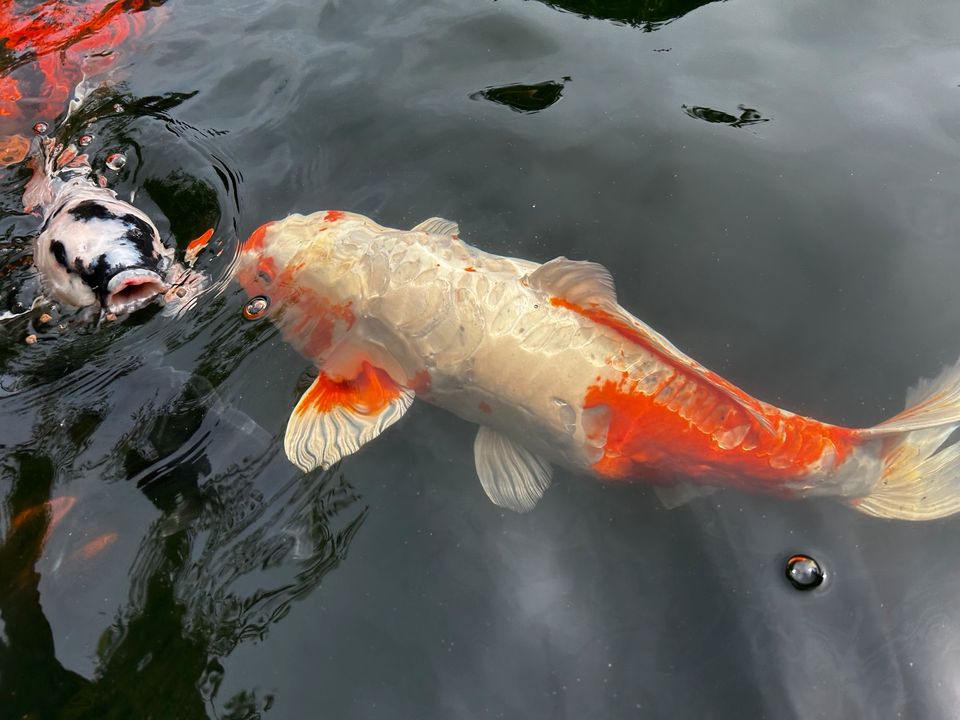Japan Koi Teichauflösung Teich Fische Besatz in Rheurdt