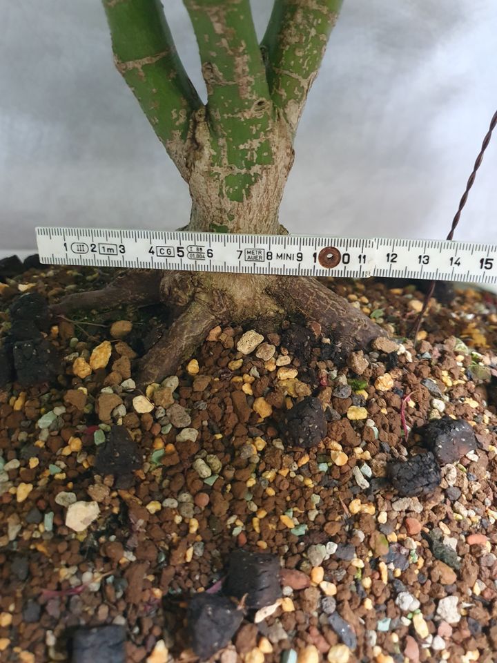 Acer Palmatum Kiyohime Bonsai. Japanischer Ahorn in Lünen