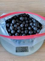 300g Aronia Aroniabeeren Sachsen - Oelsnitz / Vogtland Vorschau