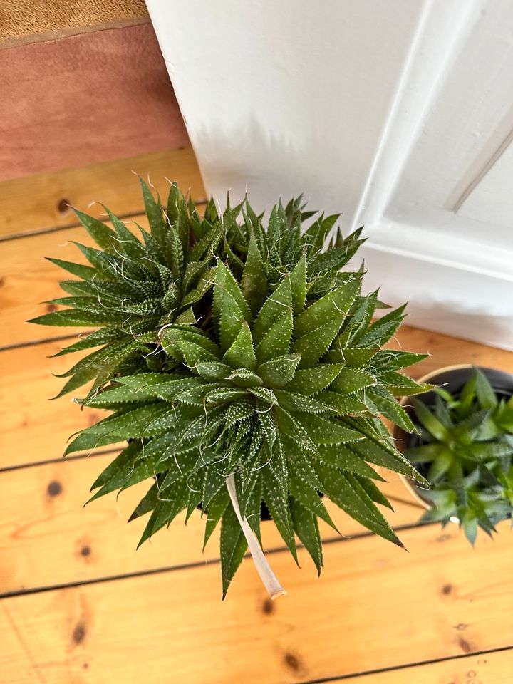 Sukkulente Kaktus Zimmerpflanze Topfpflanze groß gewachsen in Göttingen