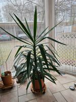 Yucca-Palme  Augsburg-Süd Bayern - Augsburg Vorschau