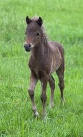 Deutsches Classic Pony (Shetlandpony) Hengst Hessen - Schöffengrund Vorschau