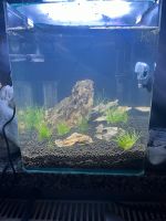 Aquarium Nano Cube 20 Nordrhein-Westfalen - Soest Vorschau