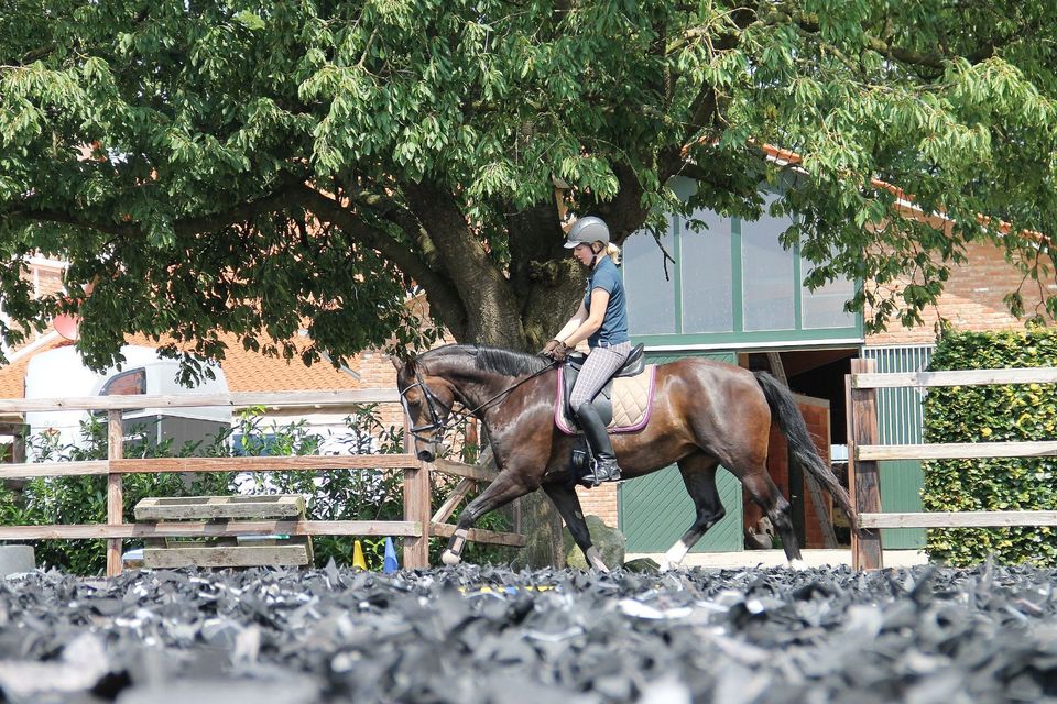 Reiten das ganze Jahr, Verbesserung Reitplatz Teppichschnipsel in Schwanewede