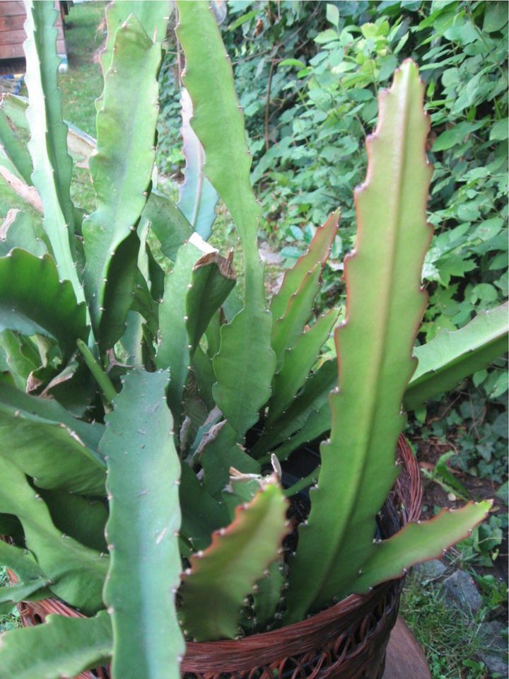 Blattkaktus H 90 D 120 cm rot blühend Pflanze Garten in Zirndorf