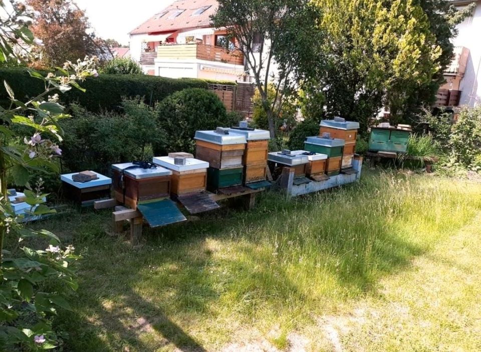 Bienenwachskerze 560g nachhaltig in Nürnberg (Mittelfr)