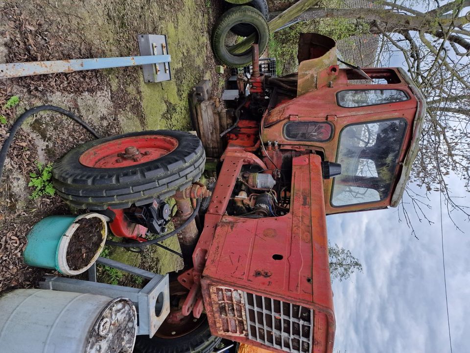 Belarus mts 50 in Bad Freienwalde