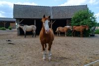 Pferd Paddockboxen Stall Niedersachsen - Hollenstedt Vorschau