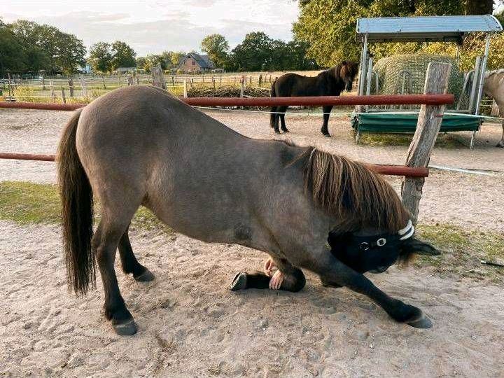 Reitbeteiligung für Islandpferd • 2x die Woche in Pinneberg