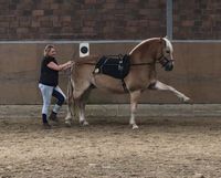 Mobiler Reitunterricht in klassischer Reitkunst Hand-/Bodenarbeit Nordrhein-Westfalen - Meerbusch Vorschau