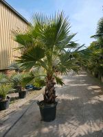 Washingtonia Robusta Nordrhein-Westfalen - Oer-Erkenschwick Vorschau