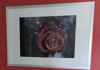 Gerahmtes Bild /Poster rote Rose, Alu-Rahmen Niedersachsen - Hardegsen Vorschau