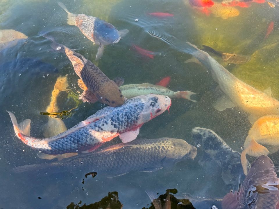 Japan Koi Fische günstig abzugeben auflösung ! in Nürnberg (Mittelfr)