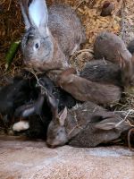 Junge Kaninchen Sachsen - Hirschstein Vorschau