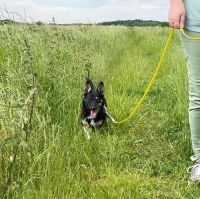 Kleine sanfte Yassi ❤️ sucht Dich! Niedersachsen - Wedemark Vorschau