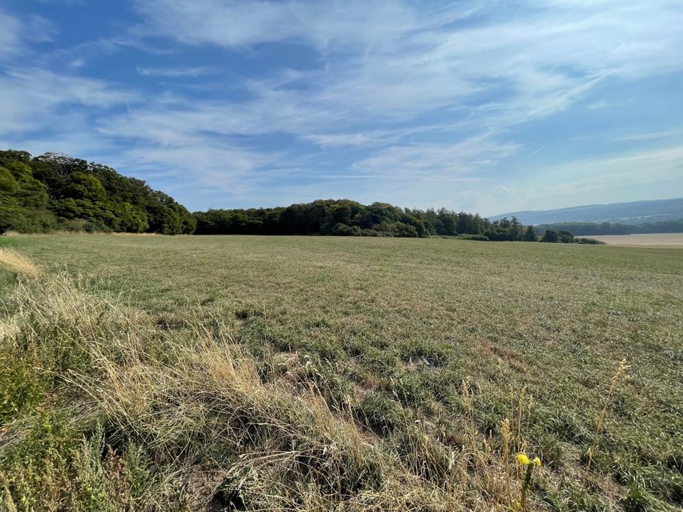 Bauerwartungsland bzw. landwirtschaftliche Nutzung ca. 32.155 m² in Homberg/Efze Welferode, nähe A7 in Homberg (Efze)