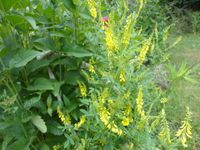 Steinklee, Insektenliebling, Bienenpflanze, Schmetterlingspflanze Berlin - Mahlsdorf Vorschau