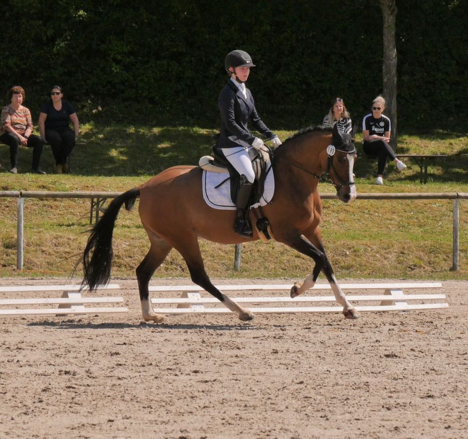 Wunderschönes Pony, Dressur, Springen, Vielseitigkeit in Schenklengsfeld