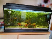 Aquarium 54 Liter komplett mit Pflanzen und Fischen Nordrhein-Westfalen - Gütersloh Vorschau
