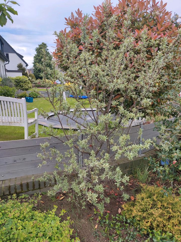 Sanddorn Strauch Hecke Pflanze in Duisburg