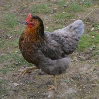 Königsberger Jung Hennen Hühner Baden-Württemberg - Zell am Harmersbach Vorschau