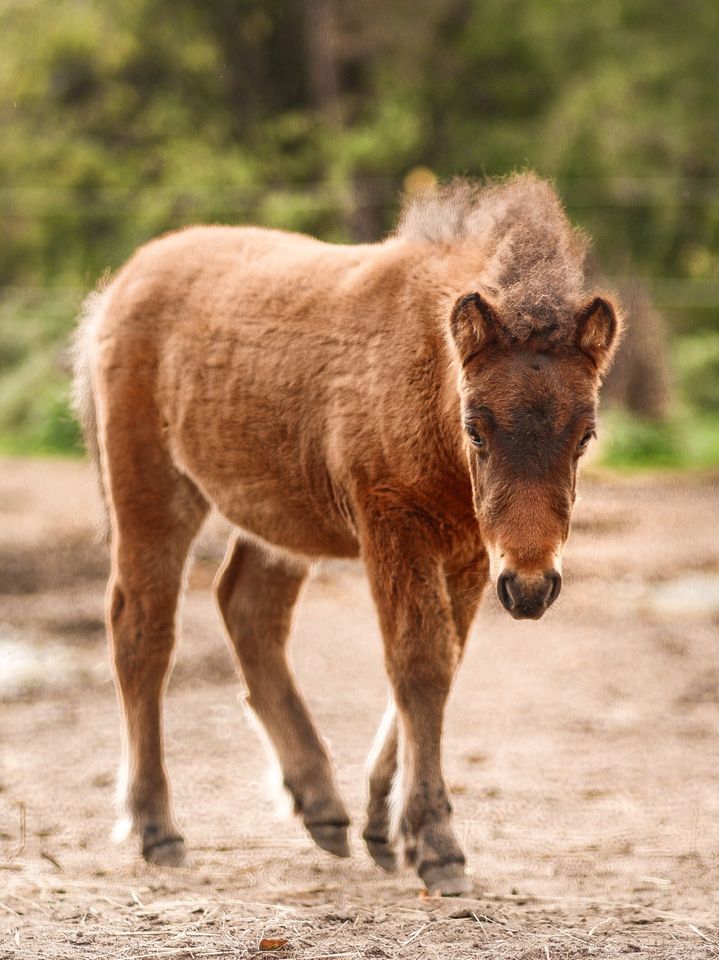 Shetlandpony Stute zu verkaufen in Bandelin