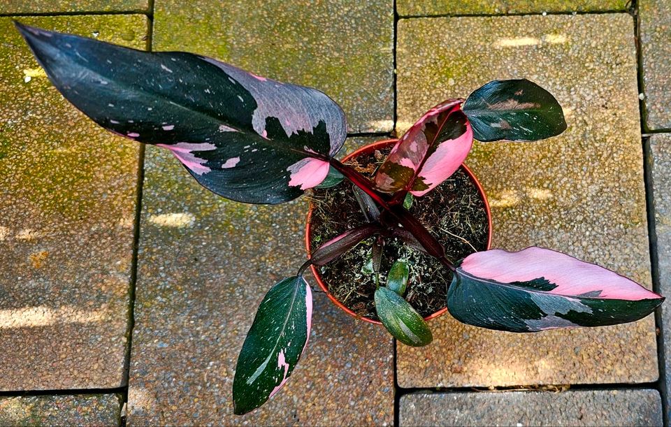 Philodendron Pink Princess - M10R in Obertshausen