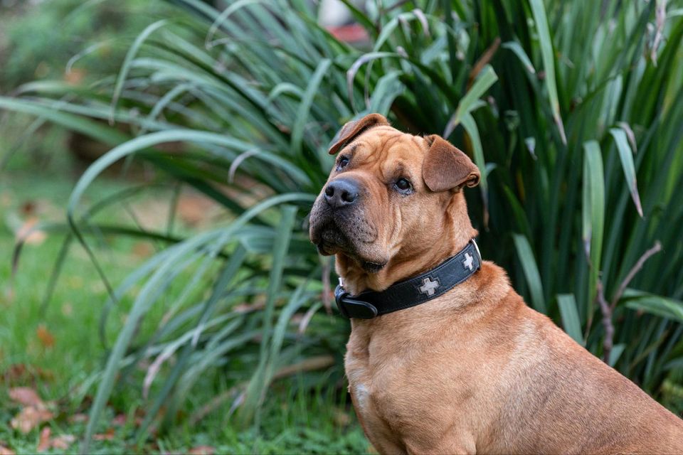 JHONNY Shar Pei Rüde Tierschutz Hund in Buchholz (Aller)