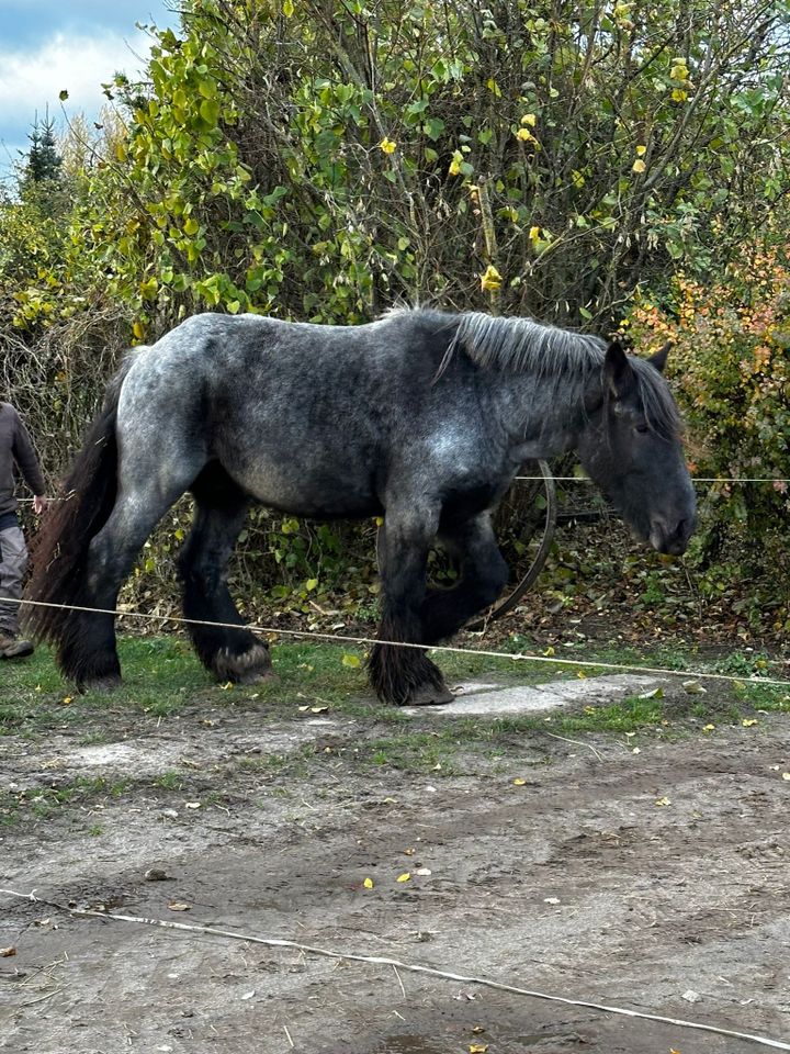 Typvoller Trekpaard Wallach, Farbwechsler, vierjährig in Neustadt (Dosse)