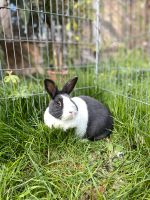 Kaninchen Holländer weiblich 3 Jahre blau weiß Thüringen - Stadtroda Vorschau