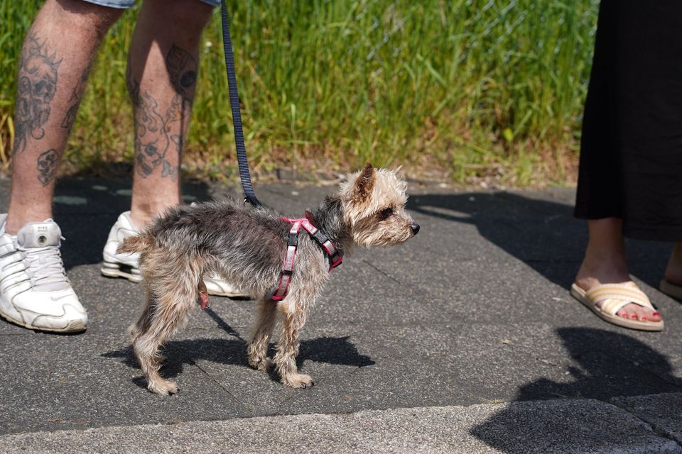 Yorkie-Opa "Bobi" sucht liebevolles Zuhause in Duisburg