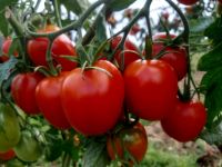 Krautfäuleresistente Tomaten aus Klostergarten Bayern - Pfaffenhofen a.d. Ilm Vorschau