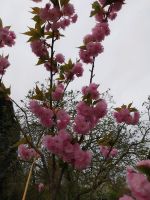 XL Japanische Nelkenkirsche,Prunus Kanzan, Baum, rosa Blütenmeer Hessen - Gießen Vorschau