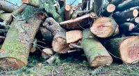 Brennholz für Kamin und Ofen Sachsen - Hoyerswerda Vorschau