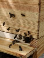 Ableger Bienenvolk Königin 2024 Zander Gesundheitszeugnis Sachsen - Zwickau Vorschau