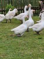 Gänse abzugeben Thüringen - Nesse-Apfelstädt Vorschau